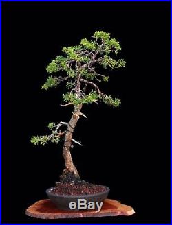 BONSAI TREE LITERATI (BUNJIN) STYLE SHIMPAKU JUNIPER in'YIXING' CLAY POT