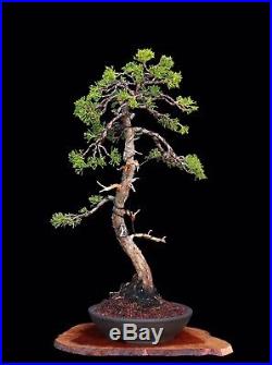 BONSAI TREE LITERATI (BUNJIN) STYLE SHIMPAKU JUNIPER in'YIXING' CLAY POT