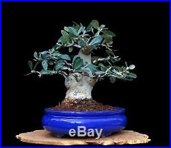 BONSAI TREE OLD CHUHIN OLIVE with 3.5 BASE in FINE GLAZED BLUE POT