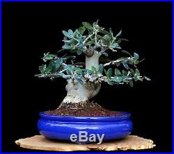 BONSAI TREE OLD CHUHIN OLIVE with 3.5 BASE in FINE GLAZED BLUE POT
