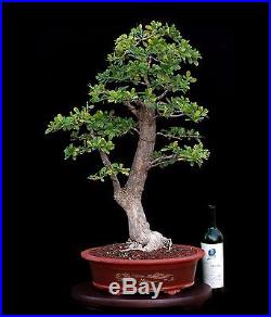 BONSAI TREE OLD COLLECTED DURANTA REPENS (ALBA) White Sky Flower