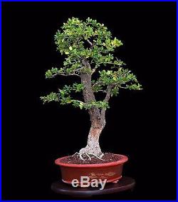 BONSAI TREE OLD COLLECTED DURANTA REPENS (ALBA) White Sky Flower