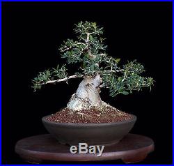 BONSAI TREE OLD COLLECTED OLIVE with 5½ TRUNK in FINE YIXING' CLAY POT