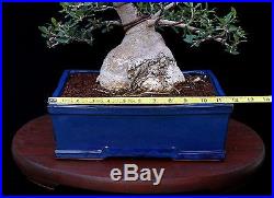 BONSAI TREE OLD COLLECTED OLIVE with 5½ TRUNK in FINE YIXING' CLAY POT