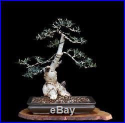 BONSAI TREE OLD COLLECTED OLIVE with 5 Trunk in YAMAAKI POT