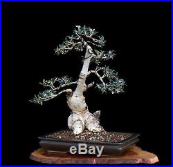 BONSAI TREE OLD COLLECTED OLIVE with 5 Trunk in YAMAAKI POT