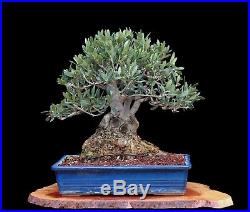 BONSAI TREE OLD COLLECTED OLIVE with 6 inch Trunk in CLAY POT