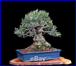 BONSAI TREE OLD COLLECTED OLIVE with 6 inch Trunk in CLAY POT