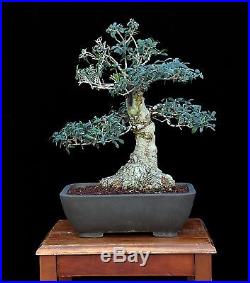 BONSAI TREE OLD COLLECTED OLIVE with 8 Base