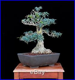 BONSAI TREE OLD COLLECTED OLIVE with 8 Base