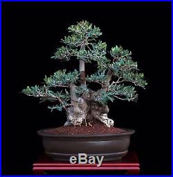 BONSAI TREE OLD COLLECTED OLIVE with 8 TRUNK in OLD'YIXING' CERAMIC POT