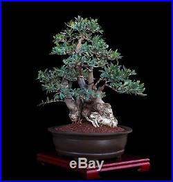 BONSAI TREE OLD COLLECTED OLIVE with 8 TRUNK in OLD'YIXING' CERAMIC POT