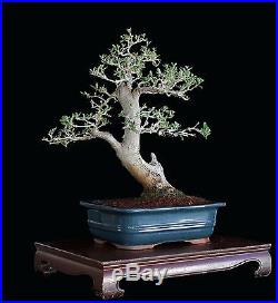 BONSAI TREE OLD COLLECTED OLIVE with DEADWOOD and 3.5 TRUNK