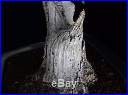 BONSAI TREE OLD COLLECTED OLIVE with DEADWOOD and 3.5 TRUNK