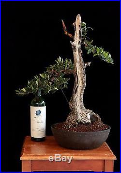 BONSAI TREE OLD COLLECTED OLIVE with DEADWOOD and 8 TRUNK