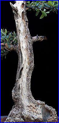 BONSAI TREE OLD COLLECTED OLIVE with DEADWOOD and 8 TRUNK