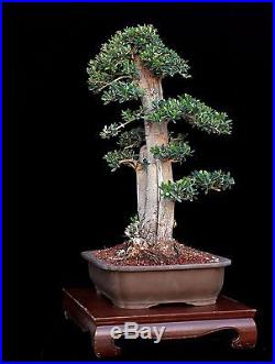 BONSAI TREE OLD COLLECTED TWIN TRUNK OLIVE with 12 BASE and JAPANESE CLAY POT