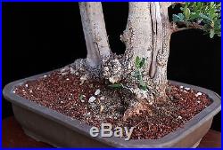 BONSAI TREE OLD COLLECTED TWIN TRUNK OLIVE with 12 BASE and JAPANESE CLAY POT