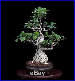 BONSAI TREE OLD FICUS with MASSIVE 7 BASE INDOOR/OUTDOOR
