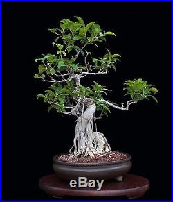 BONSAI TREE OLD FICUS with MASSIVE 7 BASE INDOOR/OUTDOOR