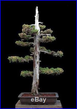 BONSAI TREE OLD FOEMINA JUNIPER in rare JAPANESE TOKONAME YAMAAKI POT