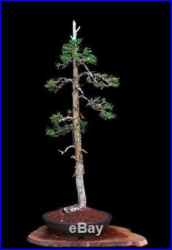 BONSAI TREE OLD LITERATI (BUNJIN) STYLE FOEMINA JUNIPER in YIXING POT