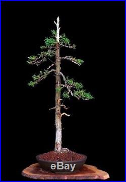 BONSAI TREE OLD LITERATI (BUNJIN) STYLE FOEMINA JUNIPER in YIXING POT