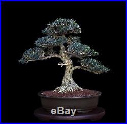 BONSAI TREE OLD SMALL LEAF OLIVE with 3.5 Trunk in OLD JAPANESE CLAY POT