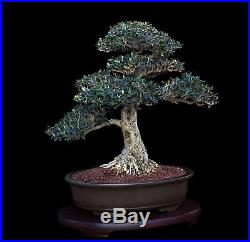 BONSAI TREE OLD SMALL LEAF OLIVE with 3.5 Trunk in OLD JAPANESE CLAY POT