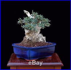 BONSAI TREE OLD SUMO COLLECTED OLIVE with 6 Base in GLAZED BLUE POT