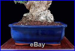 BONSAI TREE OLD SUMO COLLECTED OLIVE with 6 Base in GLAZED BLUE POT
