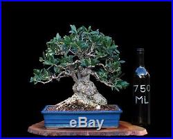 BONSAI TREE OLD SUMO COLLECTED OLIVE with 6 TRUNK in FINE CLAY POT