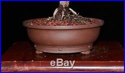 BONSAI TREE PROSTRATA JUNIPER in JAPANESE Clay pot