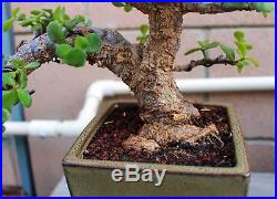 BONSAI TREE RARE INDOOR OR OUTDOOR CASCADE CORK BARK JADE in CLAY POT