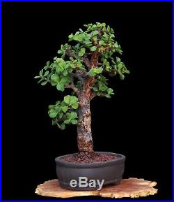 BONSAI TREE RARE INDOOR OR OUTDOOR CHUHIN CORK BARK JADE in CLAY POT