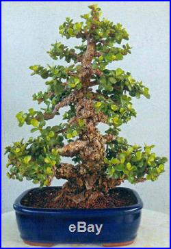BONSAI TREE RARE INDOOR OR OUTDOOR CHUHIN CORK BARK JADE in CLAY POT