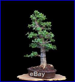 BONSAI TREE RARE INDOOR OR OUTDOOR CHUHIN CORK BARK JADE in TOKONAME CLAY POT