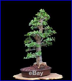 BONSAI TREE RARE INDOOR OR OUTDOOR CHUHIN CORK BARK JADE in TOKONAME CLAY POT