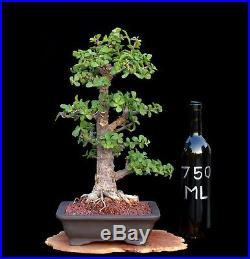 BONSAI TREE RARE INDOOR OR OUTDOOR CHUHIN CORK BARK JADE in'YIXING' CLAY POT