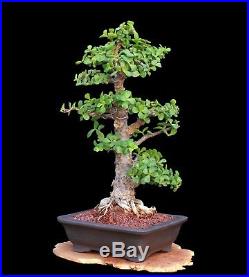 BONSAI TREE RARE INDOOR OR OUTDOOR CHUHIN CORK BARK JADE in'YIXING' CLAY POT