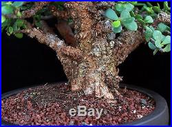 BONSAI TREE RARE INDOOR OR OUTDOOR CORK BARK JADE in CLAY POT