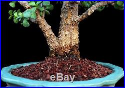 BONSAI TREE RARE INDOOR OR OUTDOOR CORK BARK JADE in JAPANESE CLAY POT