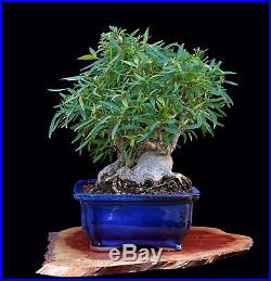 BONSAI TREE RARE KABUDACHI (CLUMP) WILLOW LEAF FICUS in GLAZED BLUE CLAY POT