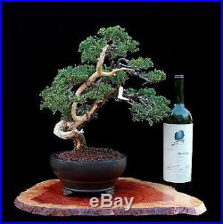 Bonsai Tree Rare Kenji Miyata/ Mauro Stemberger Japanese Juniper (nana)