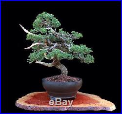 Bonsai Tree Rare Kenji Miyata/ Mauro Stemberger Japanese Juniper (nana)