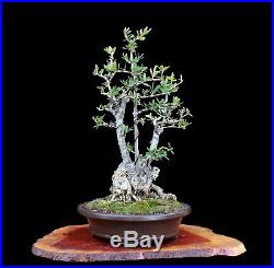 BONSAI TREE RARE SMALL LEAF CHUHIN KABUDACHI (CLUMP) OLIVE in FINE CLAY POT