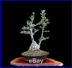BONSAI TREE RARE SMALL LEAF CHUHIN KABUDACHI (CLUMP) OLIVE in FINE CLAY POT