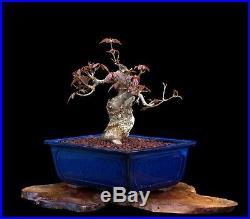 BONSAI TREE SHOHIN JAPANESE RED MAPLE with 2 TRUNK in FINE BLUE POT