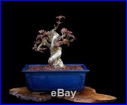 BONSAI TREE SHOHIN JAPANESE RED MAPLE with 2 TRUNK in FINE BLUE POT