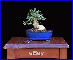 BONSAI TREE SHOHIN SUMO OLIVE with 3 ½ BASE